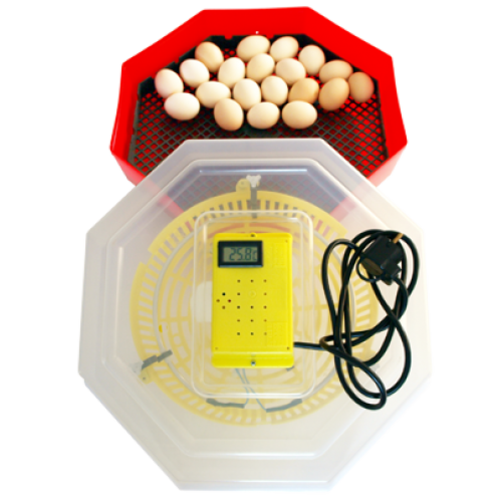 Inkubátor Cleo hőmérő