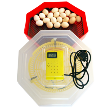 Inkubátor Cleo hőmérő